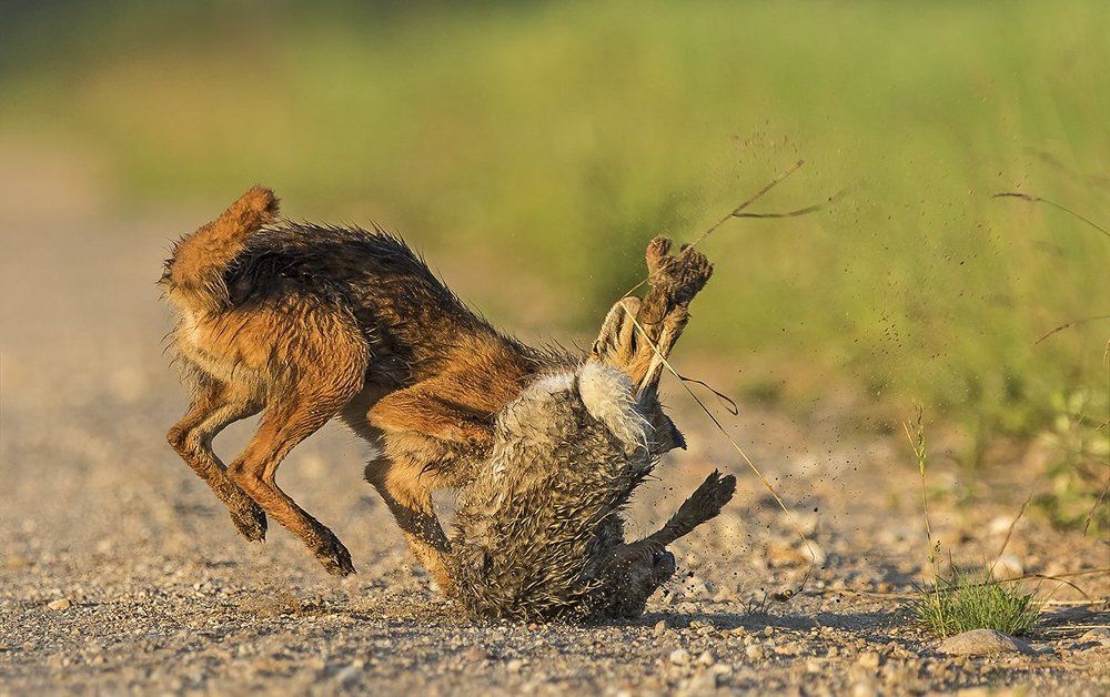 Борьба за жизнь