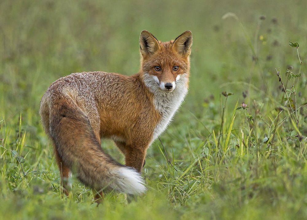 Королева полей