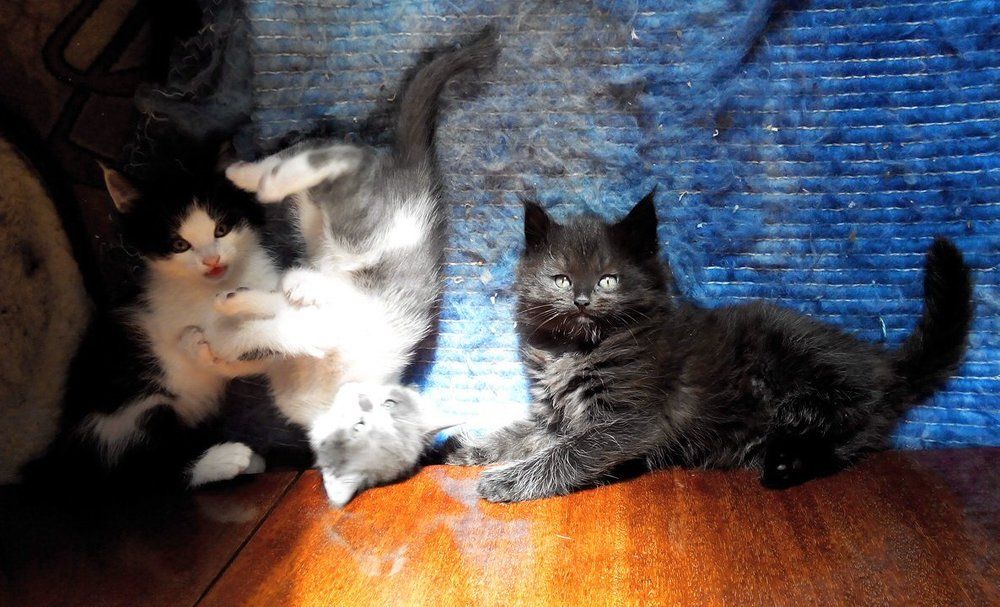 Маленькие котейки