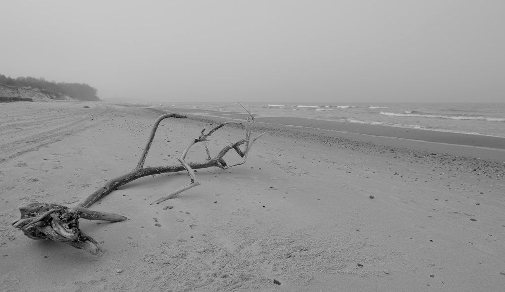 Балтийская коряга