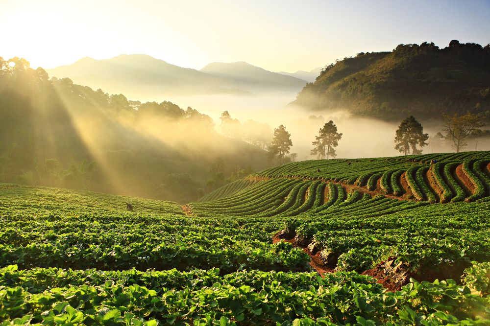 Misty morning in strawberry plant