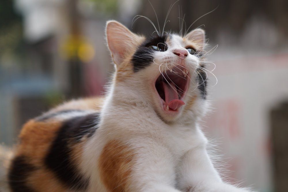 The cat