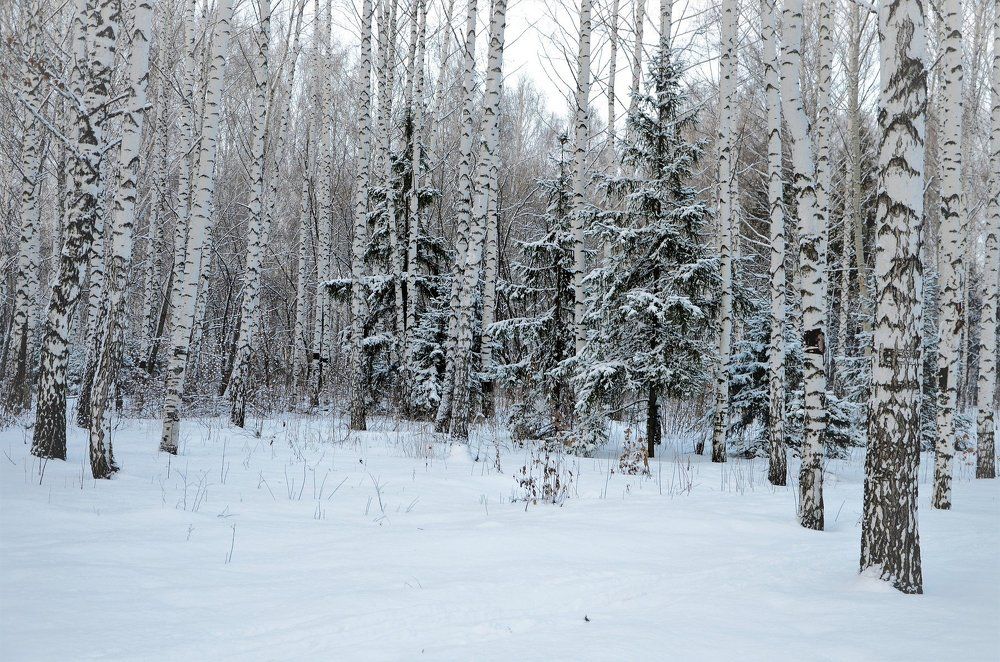 ели среди березовой рощи
