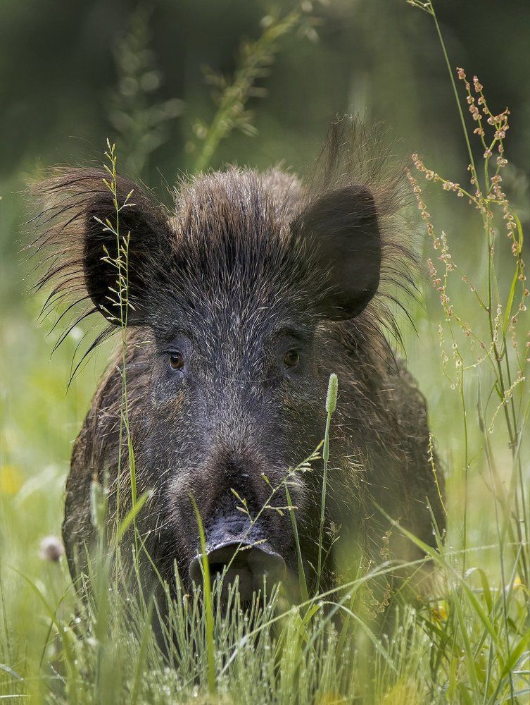Портрет кабана
