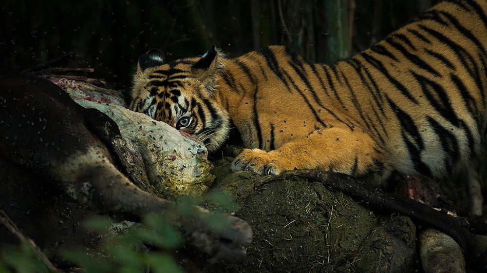 I'll Be Watching You