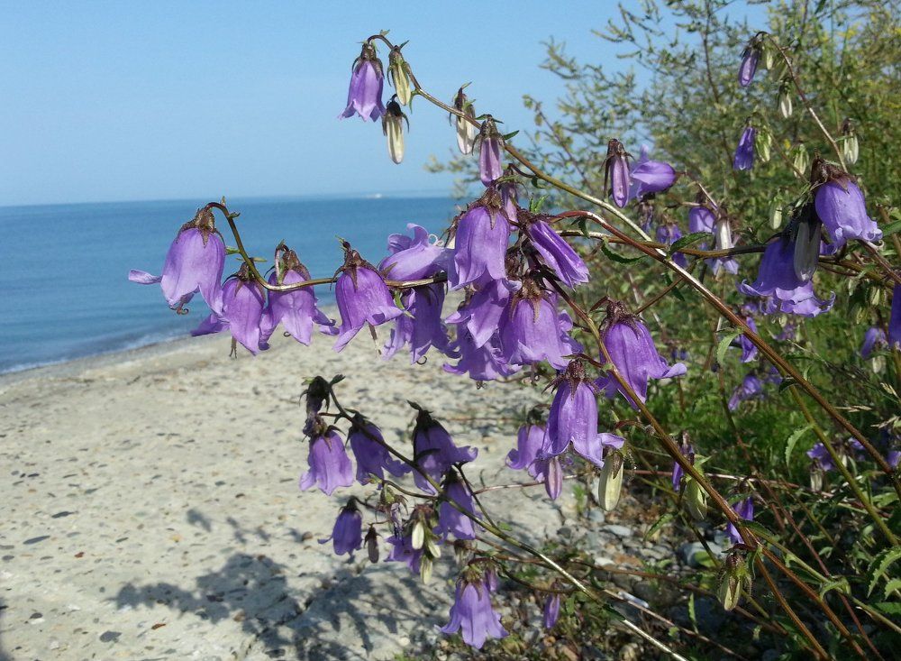 Колокольчики у моря.