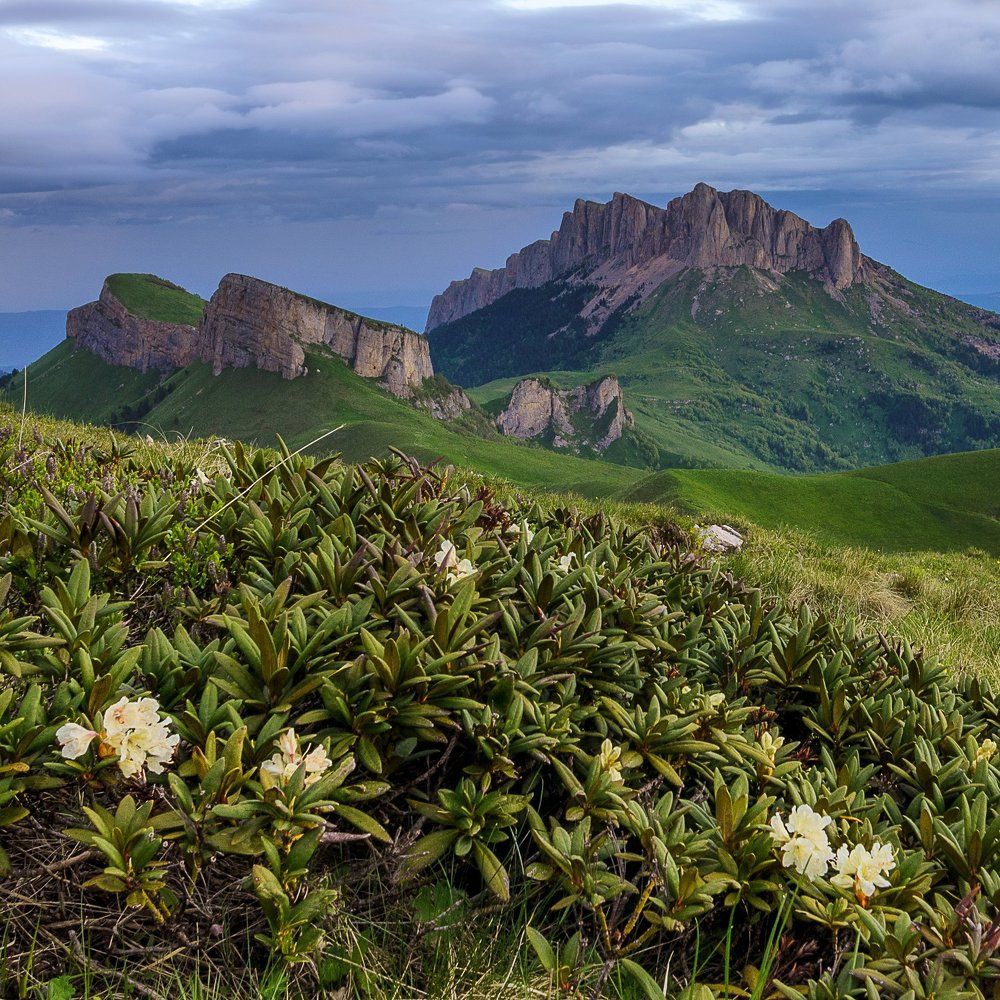 Цветущий рододендрон
