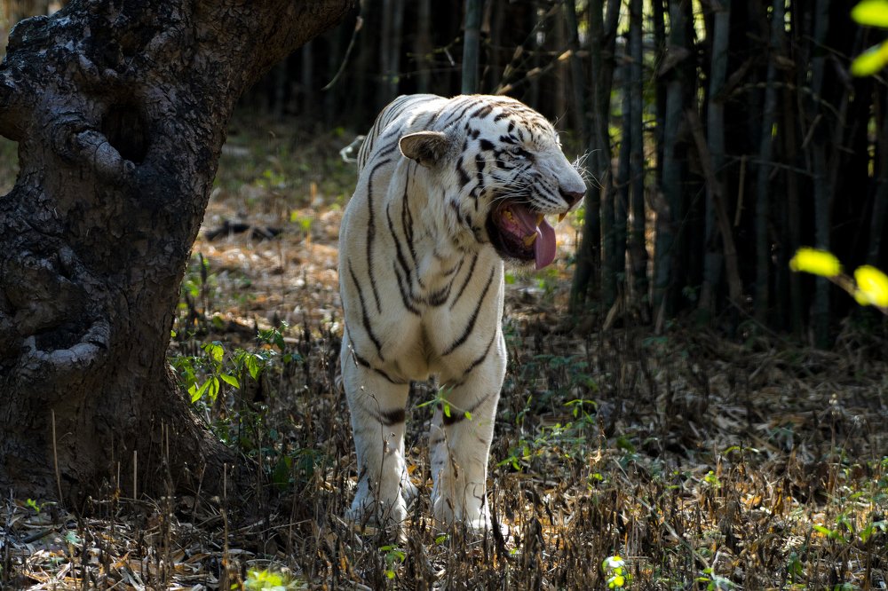 White tiger in the Woods