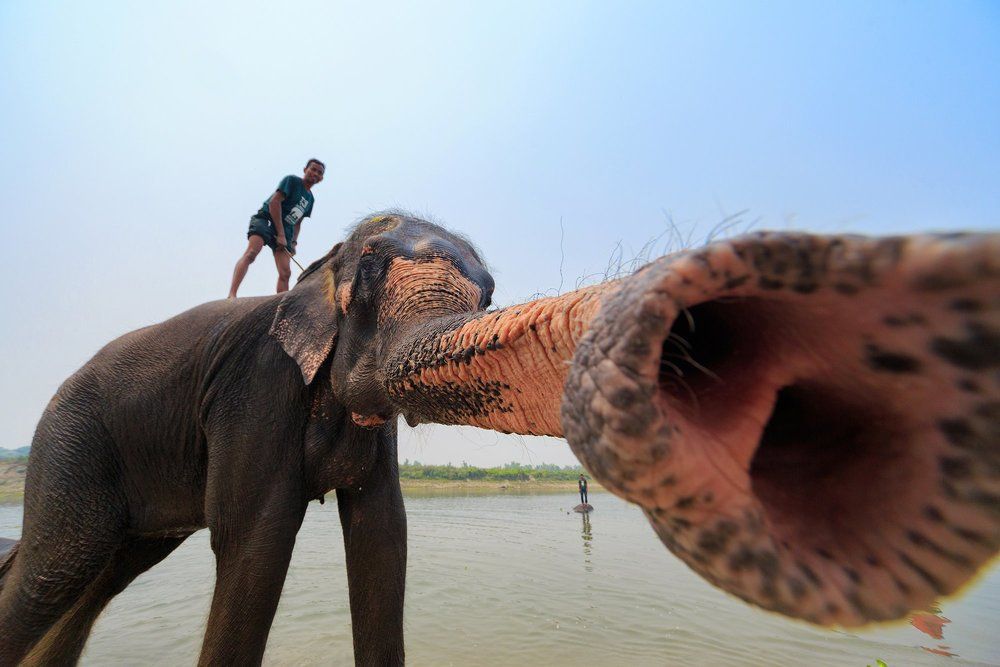 Непальский слон