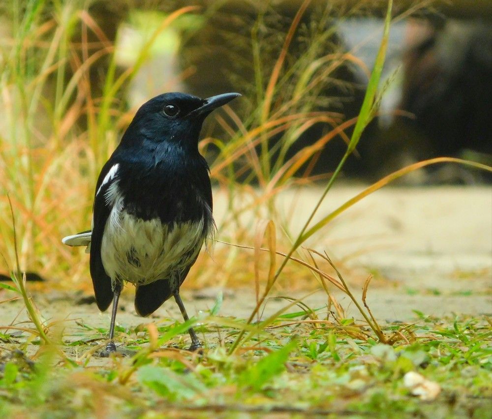 Indian magpie Robin
