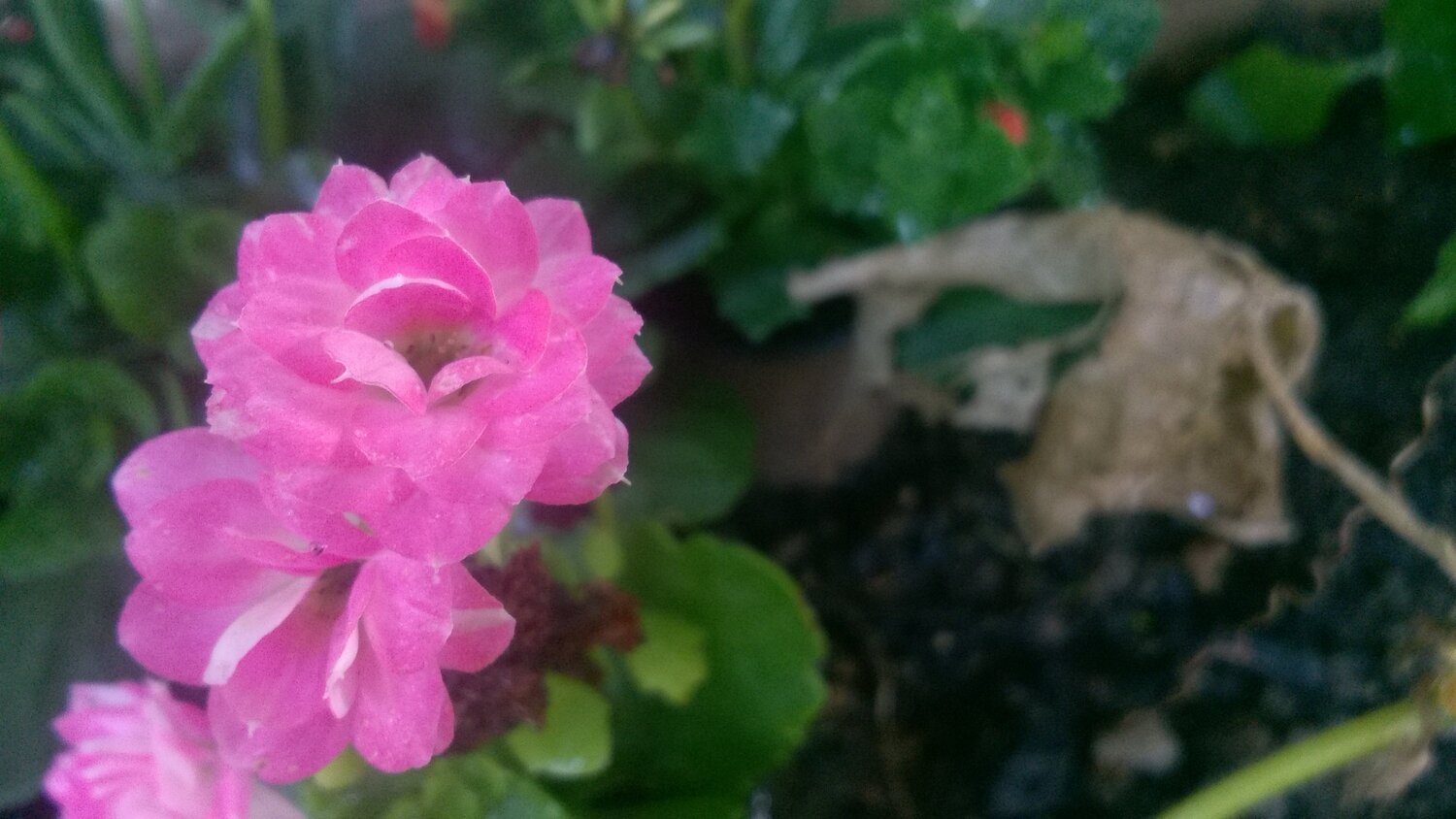 One Day Flower