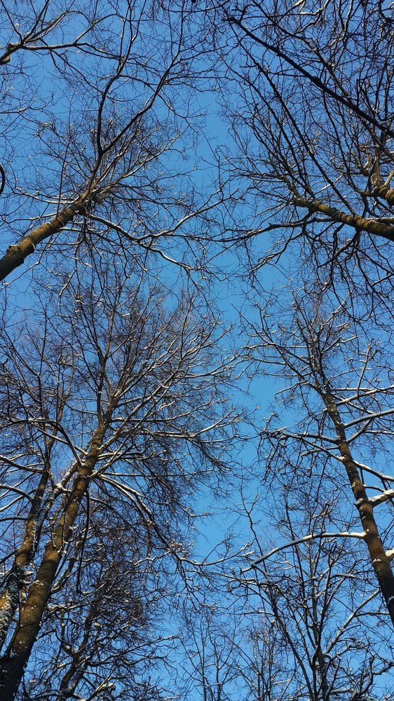 Синева (Blue)
