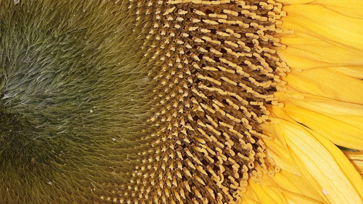 Подсолнух (Sunflower)