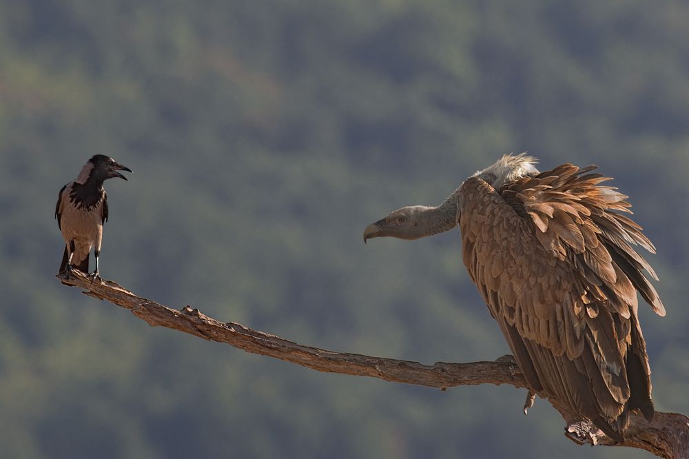 Разговор на чистоту