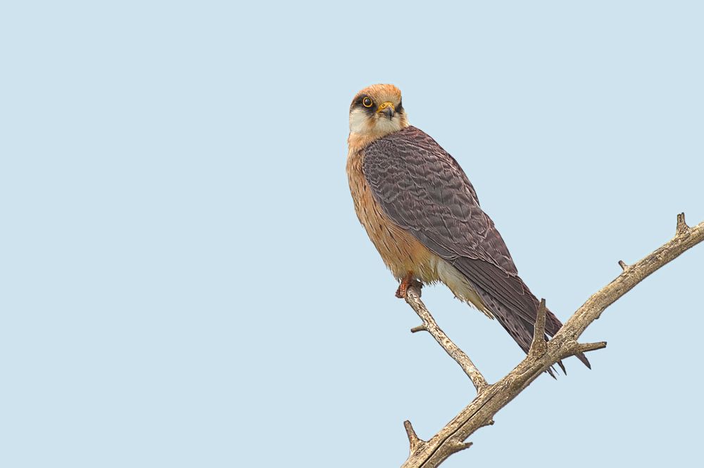 Наблюдатель