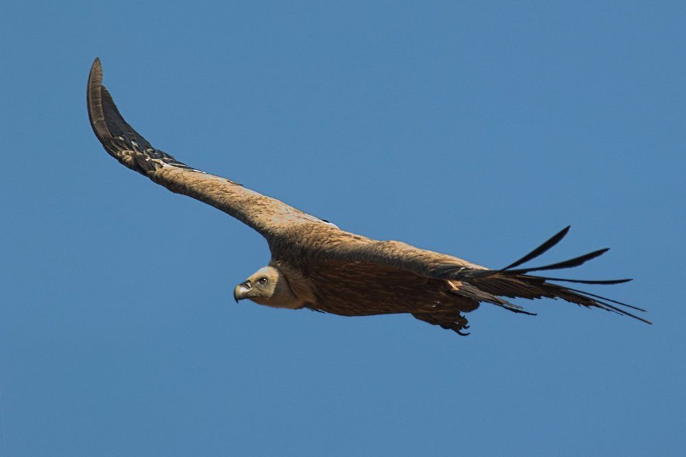 господарят на небето