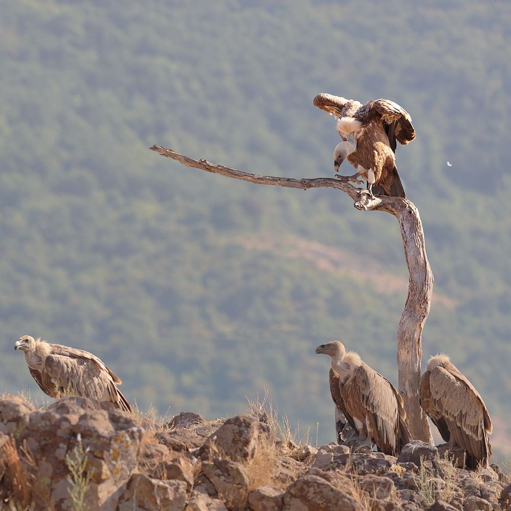 собрание белоголовых сипов