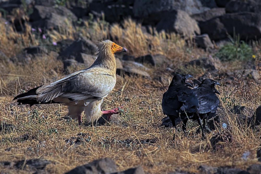 Посещение стервятник и его друзья