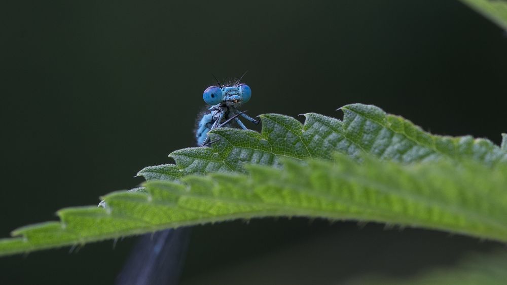 Голубоглазка