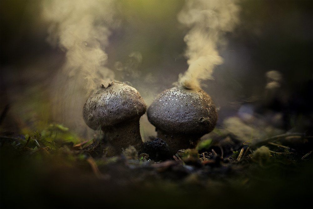 Lycoperdon perlatum