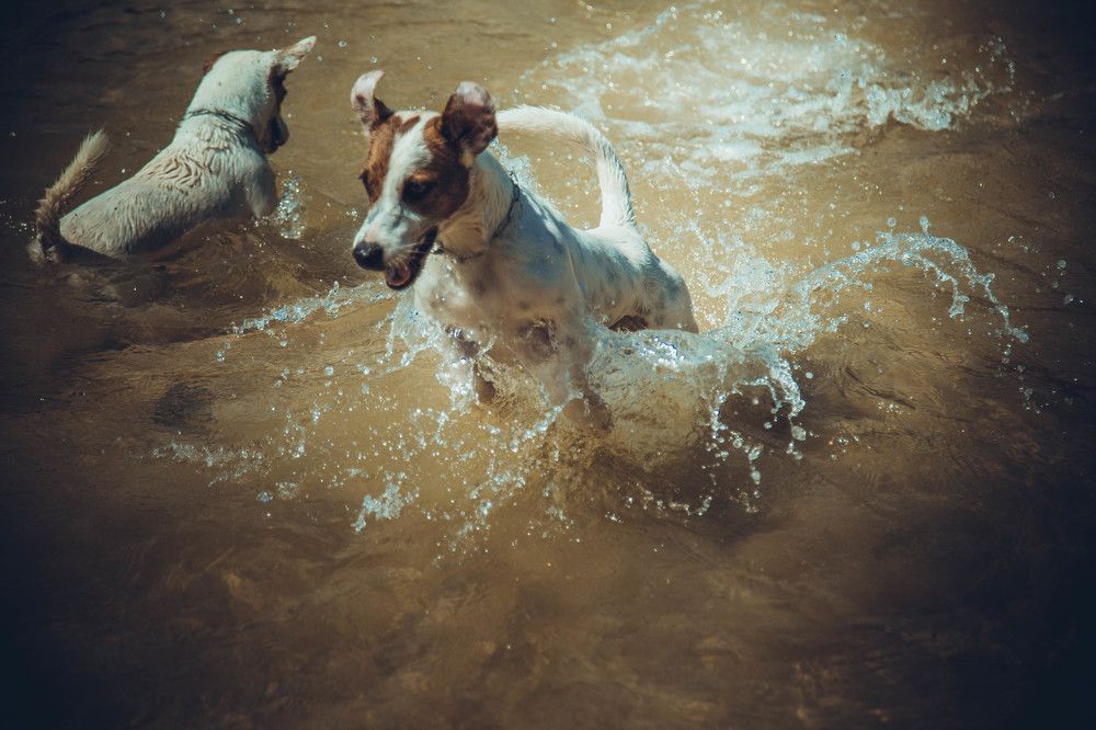Собачий Вальс