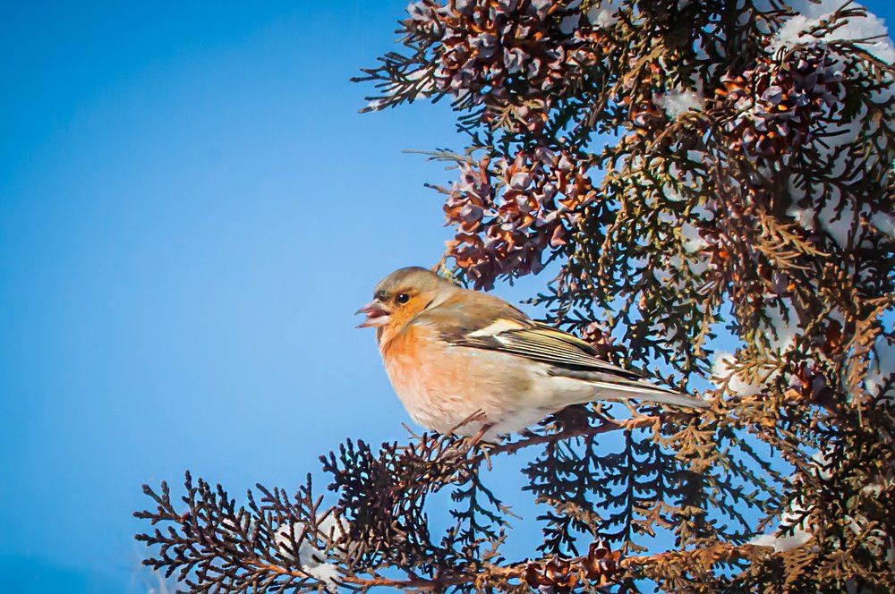 Фотография автора Дарья Шевченко