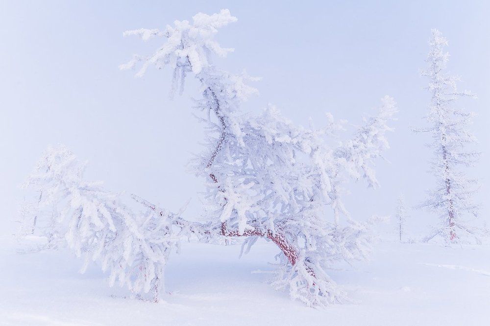 Белоснежное настроение