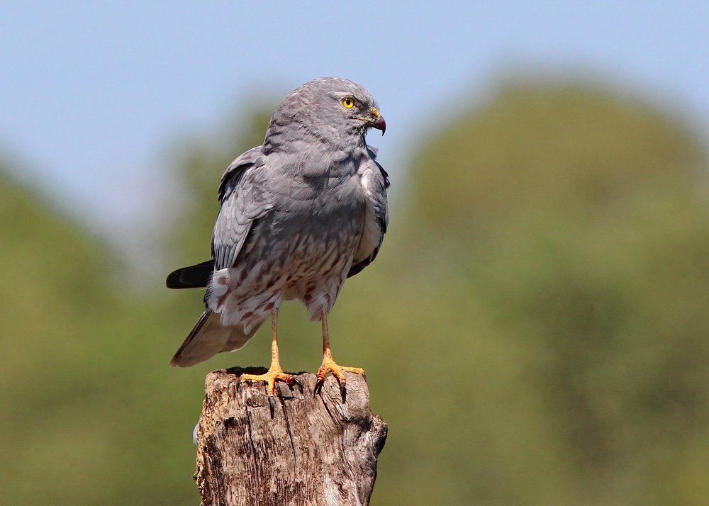 Хозяин лугов после охоты...