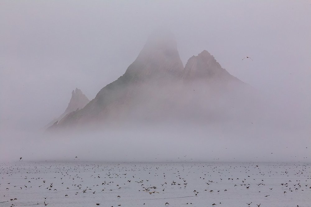 Планета птиц