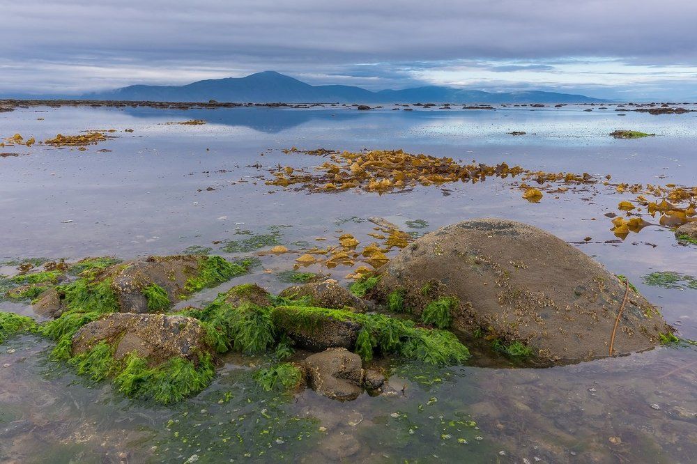 Безмолвие отлива