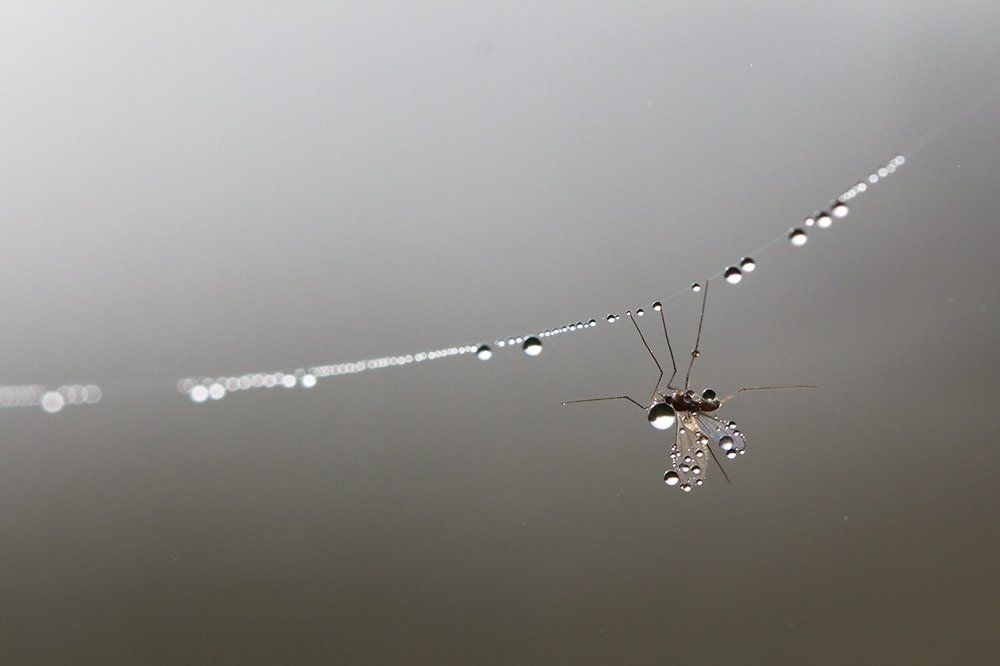 Капельмейстер