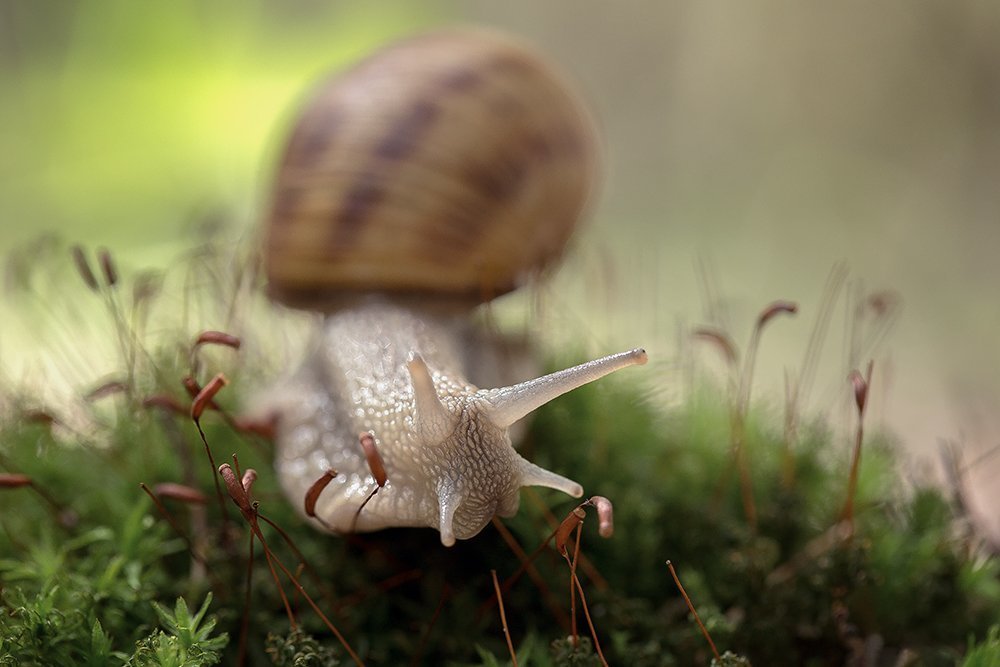 Snail