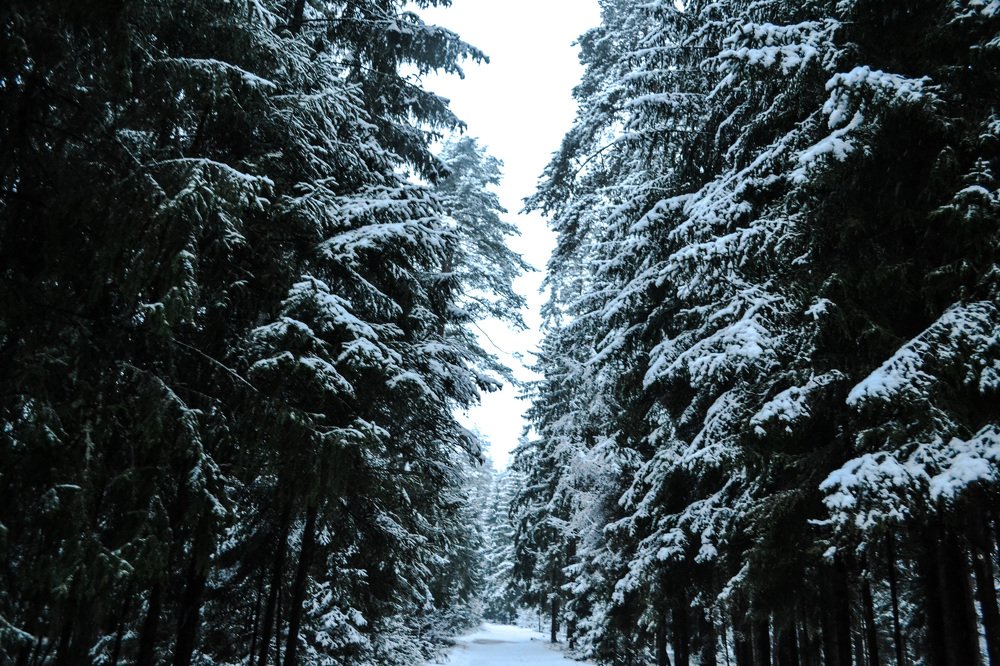 Frozen Forest