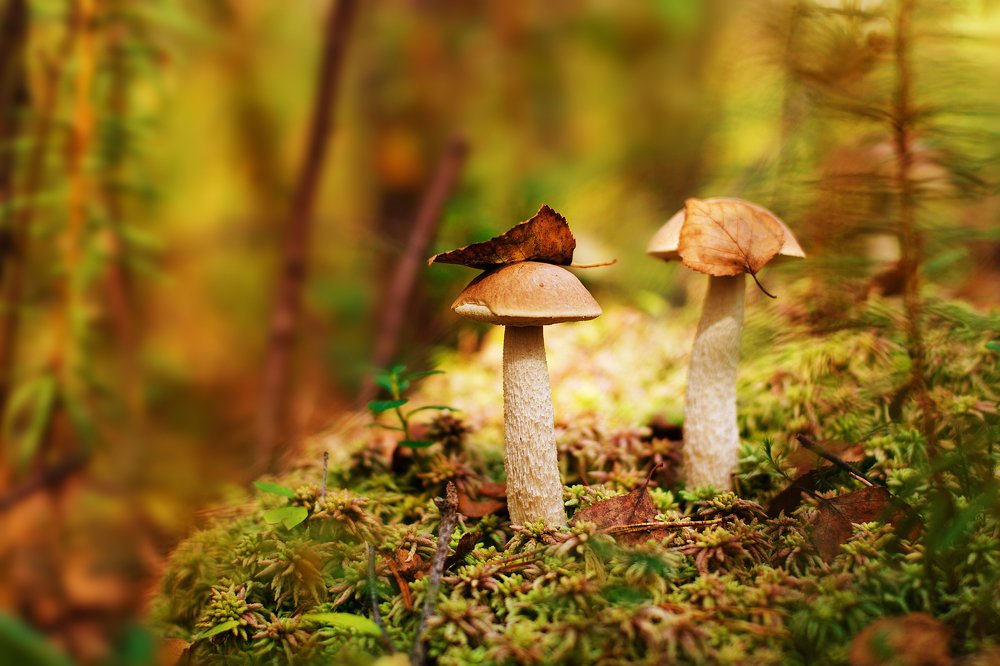 Лесные жители