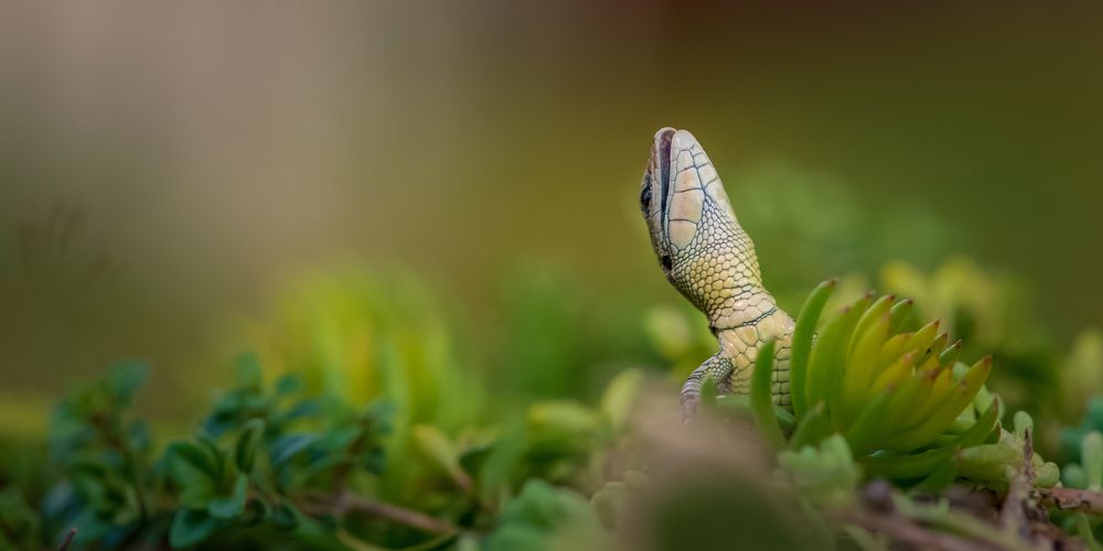 Солистка ящерного театра!