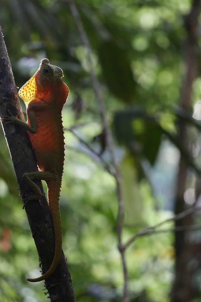 hump nosed lizard