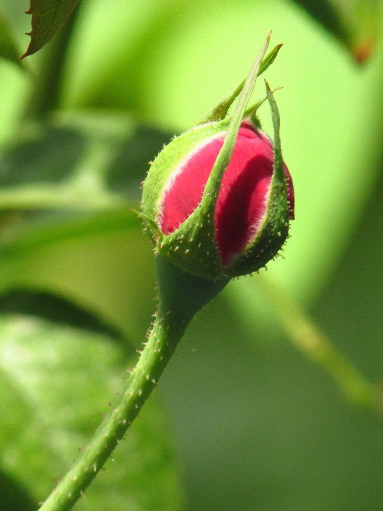 Rose Bud for Love