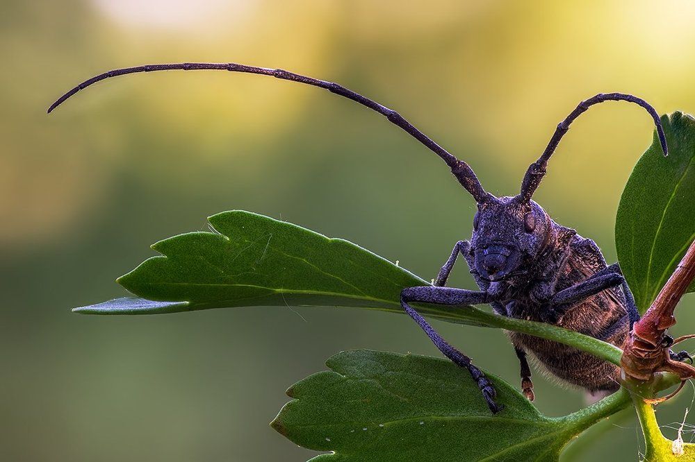 Чёрный хвойный усач