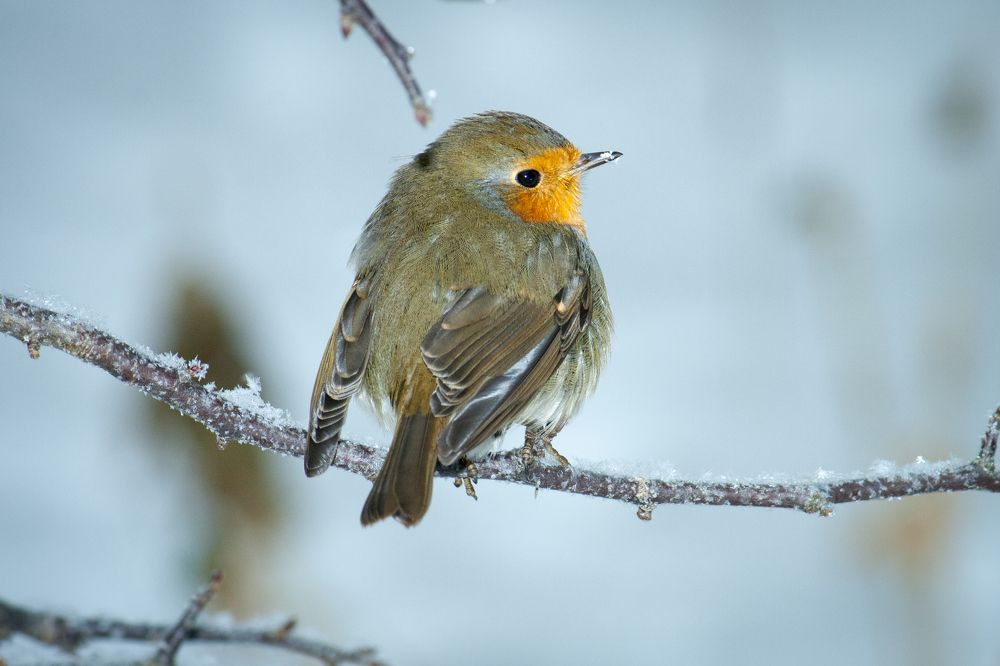 Зимнее солнышко. Зарянка / Sunshine in winter. Redbreast
