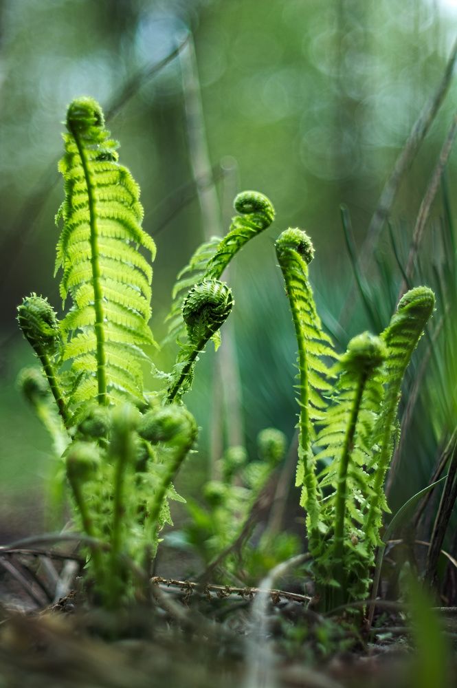 Лесная атмофера