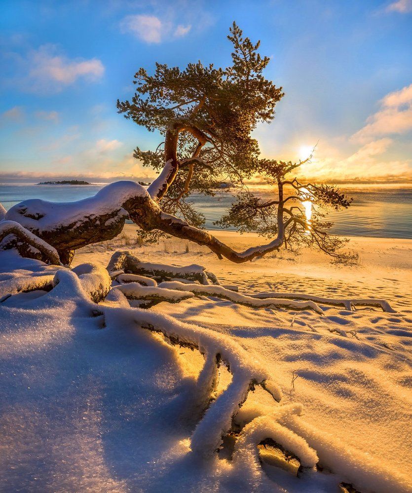 Сосна на берегу Ладоги.