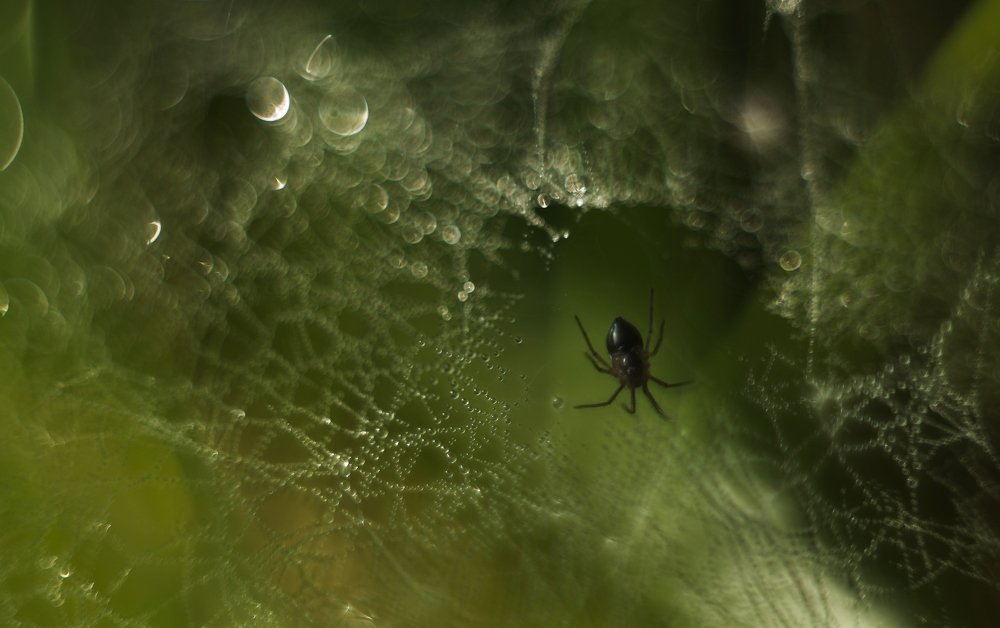 Макро мир под ногами