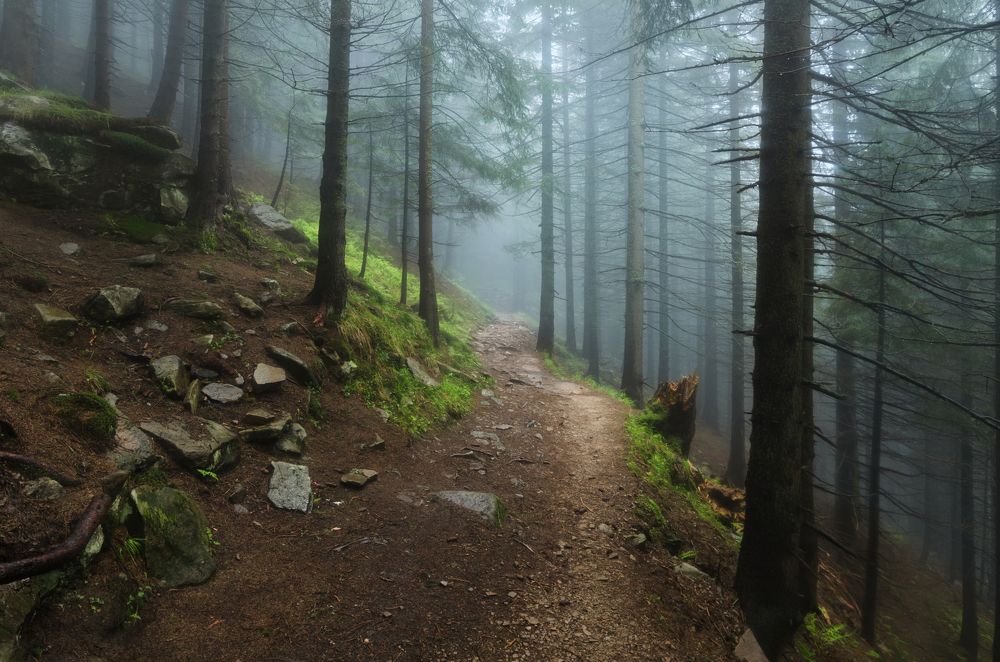 Таинственный лес