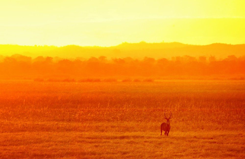 Золотой час в национальном парке Ливонде