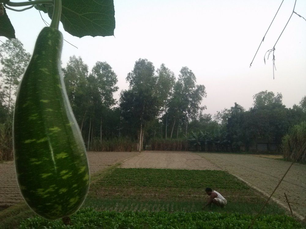 Photograph by Md Abu Sayeed Mondal