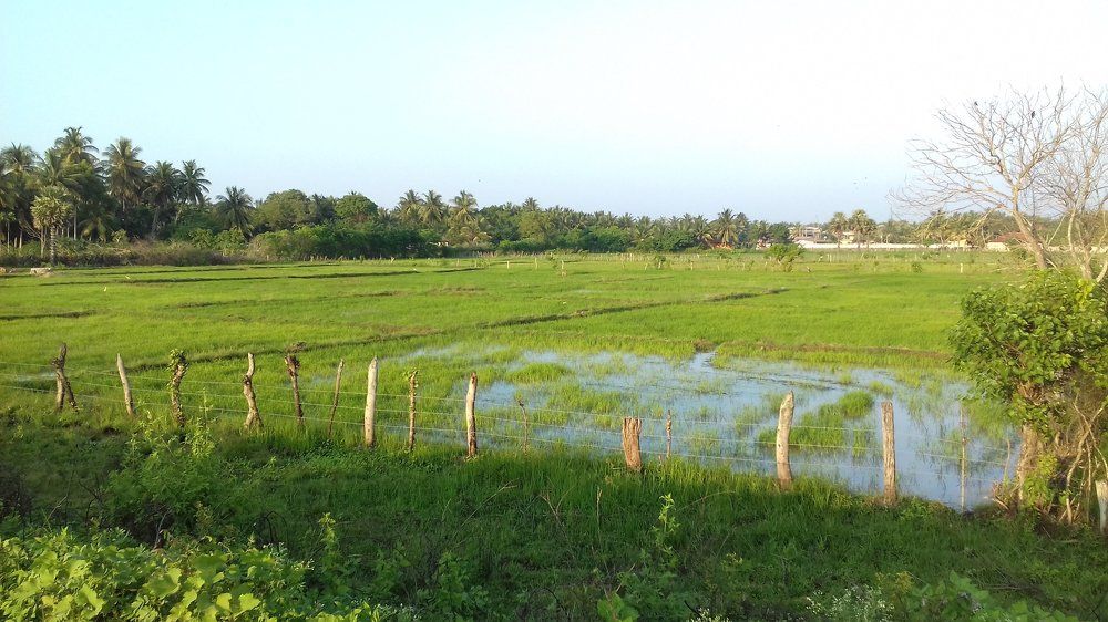 paddy field