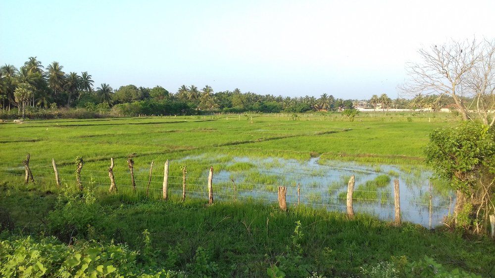 paddy field