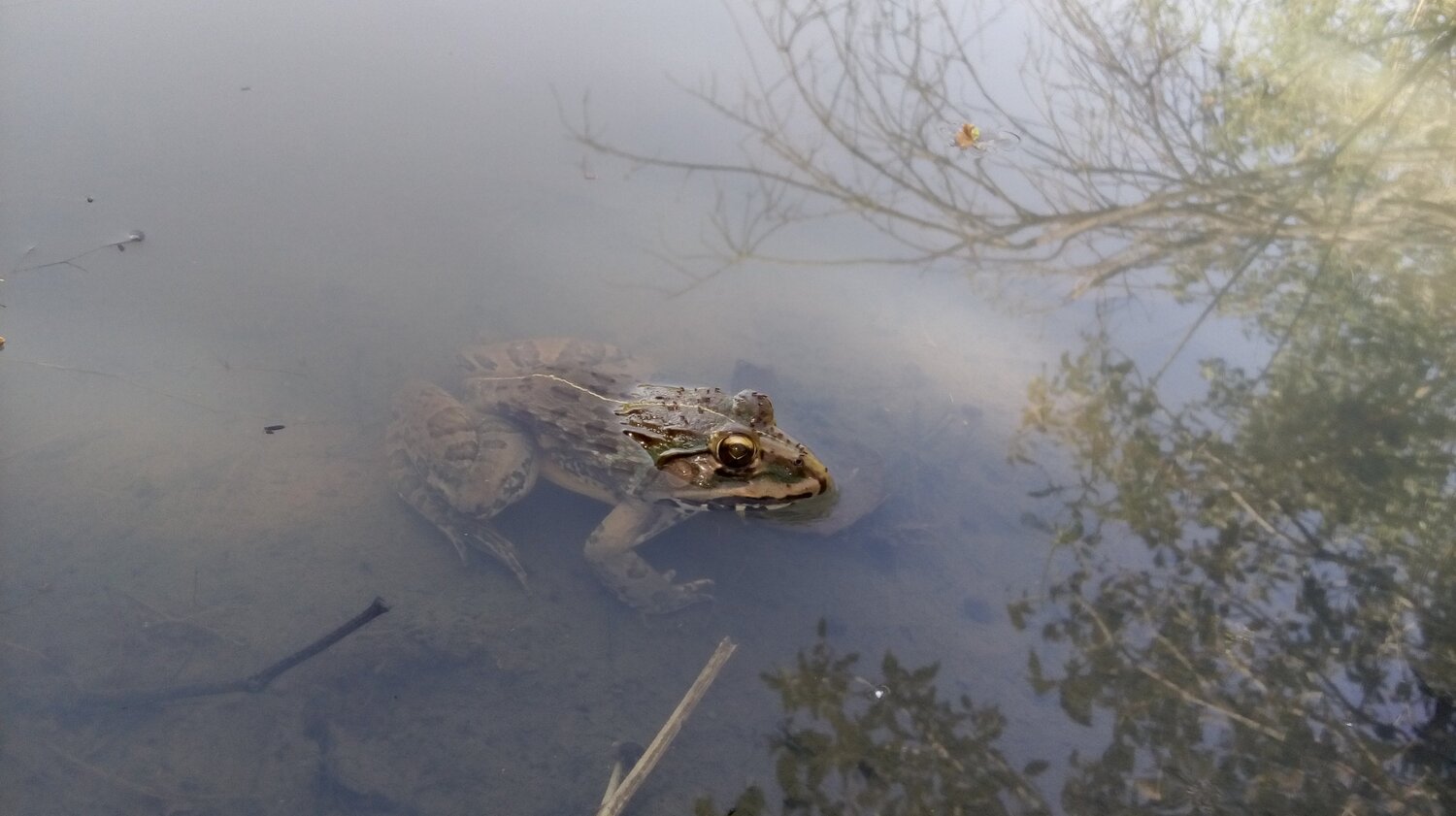 A Frog with atitude...