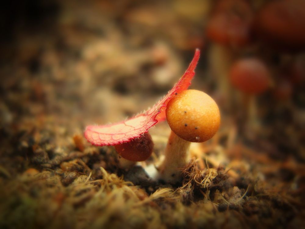 Одеяло осени