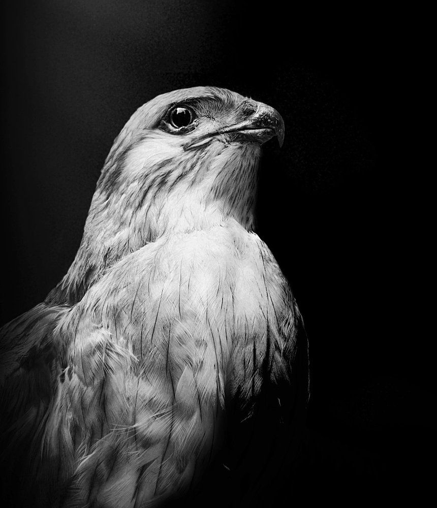 Белое на черном.